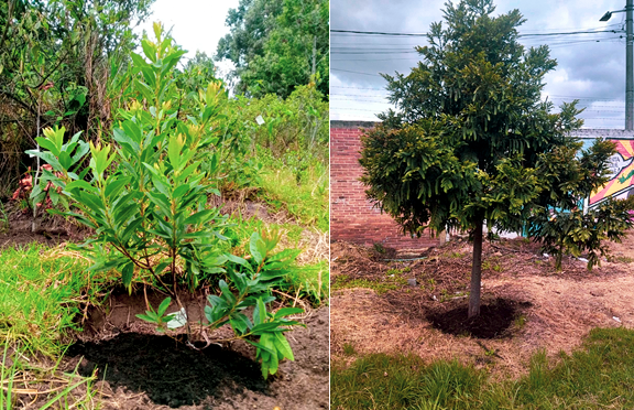 Equipo comunitario realizando plateo y fertilización